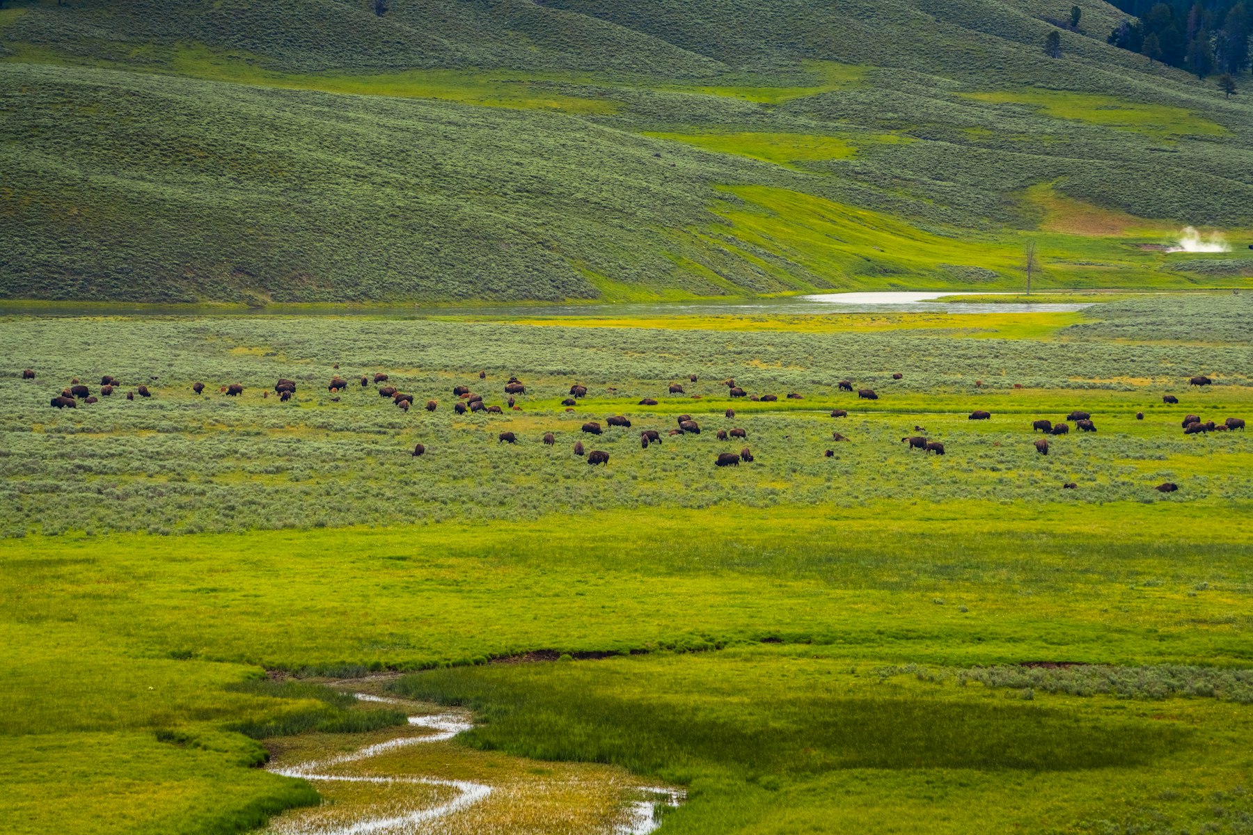 A herd of bison grazing in the Lamar Valley, Yellowstone